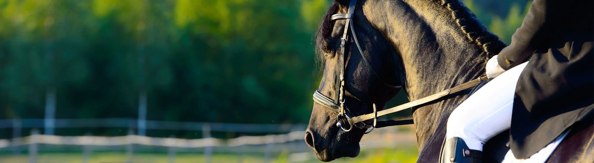 Horse back riding Horse back riding