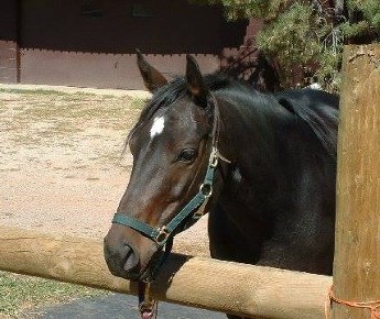 Horse - Massage for Horses