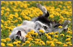 Happy Dog