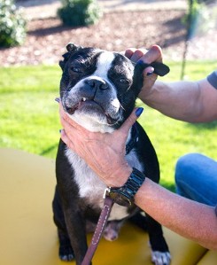 Boston Terrier - Massage for Dogs Boston Terrier - Massage for Dogs